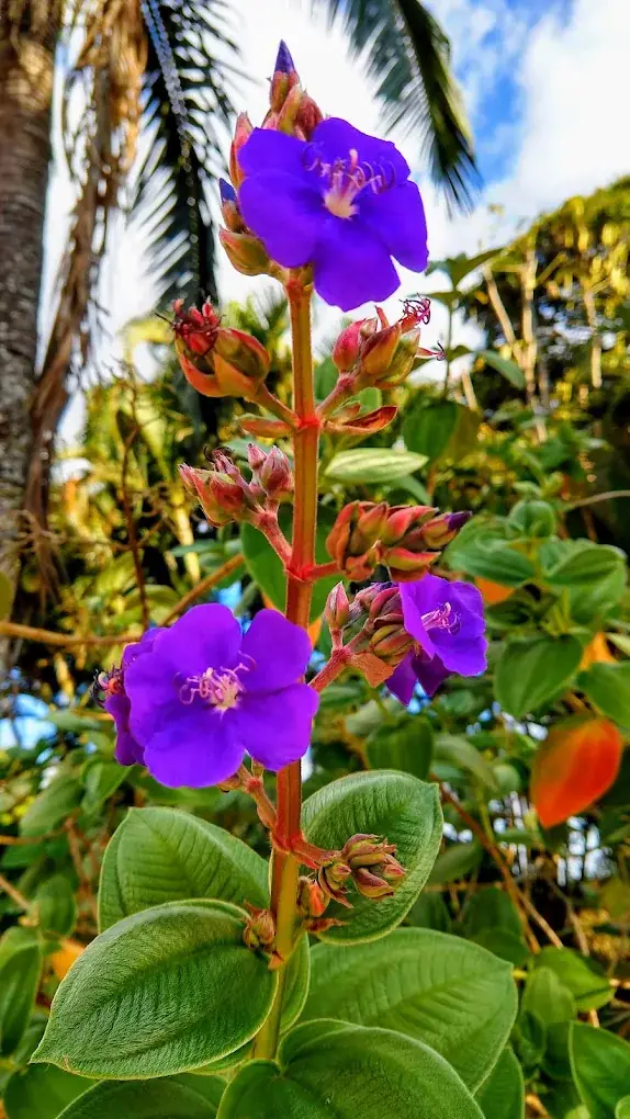 Flor roxa no jardim da pousada