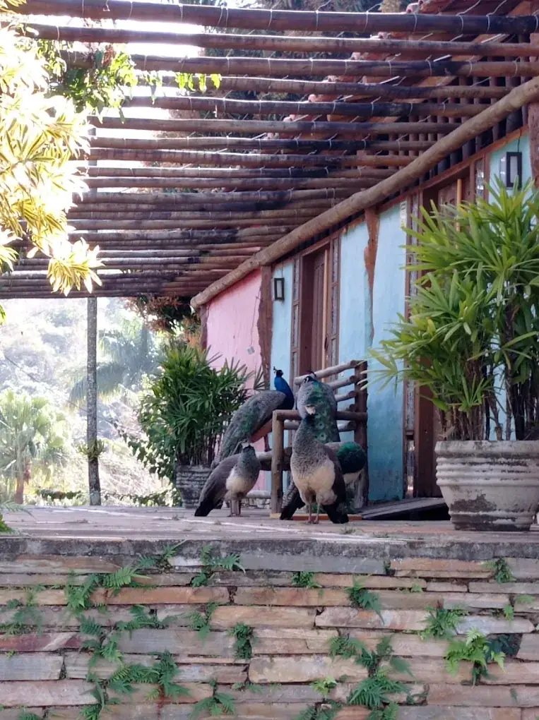 Pavões soltos pela fazenda